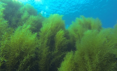 Facts about Devil Weed (Sargassum horneri)